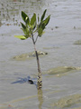 Una pianta di mangrovia