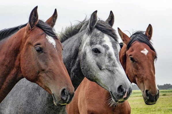 Attività Equestri