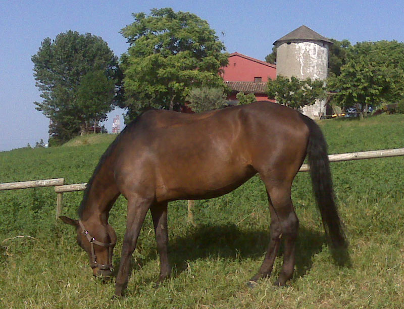 Coperta Da Box Per Cavalli Essential 250gr - Protezione Sbalzi Termici, Design Italiano