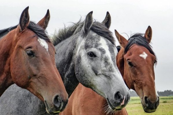 Equestre e cinofili